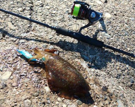 今年のアオリイカは成長が早い